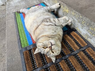 Lazy funny cat relaxing on doormat. © OLENA LIALINA