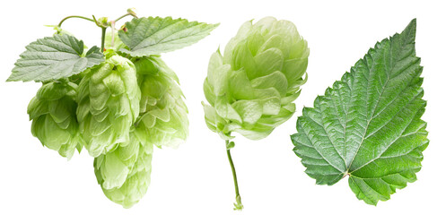 hop cones and leaves isolated on white background. Beer brewing ingredients