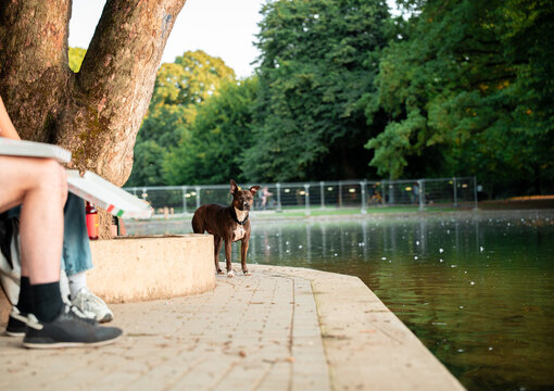 Dog in park