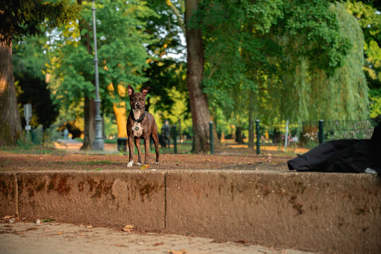 Dog in park