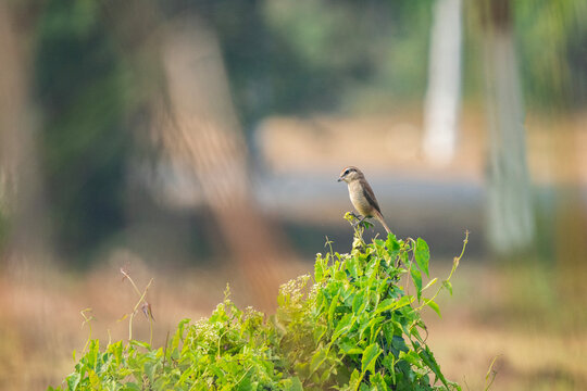 Brown Shrike (Lanius cristatus), migratory species found across asia