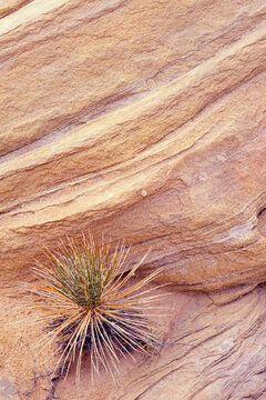 Yucca sandstone formations desert Southwest Arizona film