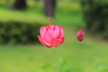 아름다운 붉은 연꽃