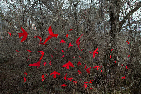 The red birds on the tree 