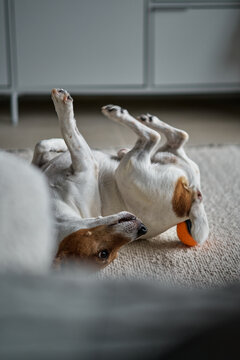 Playful Dog Rolling On Its Back With Orange Toy Indoors On Cozy Carpet
