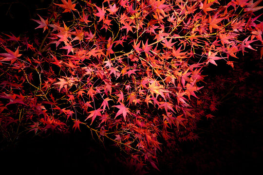 Bright Red Maple Leaves on Tree Branches in Autumn Season at Night