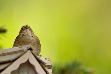 Fototapeta premium Cute little male House wren is guarding his nest in the wooden house, he sits resting on the roof in shade of summer green foliage.