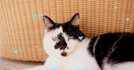 Reclining black-white cat resting at home on rattan chair, showing cyan hearts, whiskers, ears