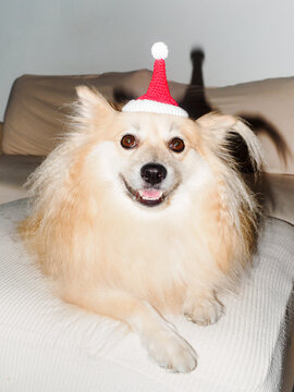 Pomeranian in a Santa Claus hat