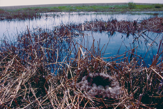 Canvasback (Aythya valisneria) floating nest Saskatchewan Canada film