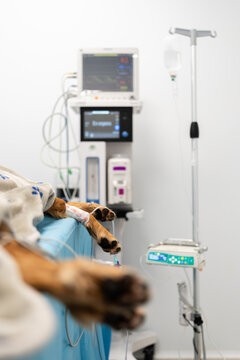 Dog receiving intravenous fluid in veterinary hospital
