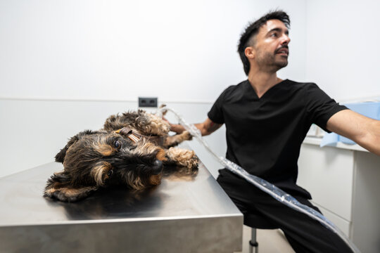 Veterinarian performing ultrasound examination on dog in clinic