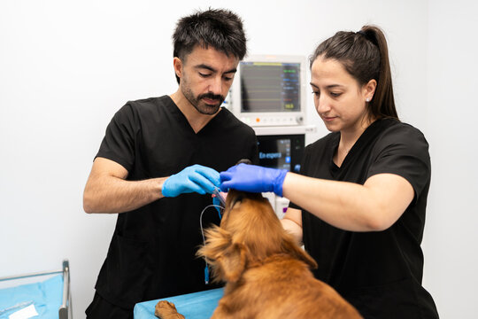 Veterinary team intubating dog for surgery at animal hospital