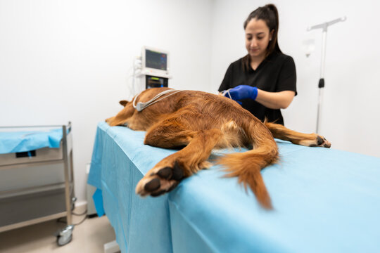 Dog receiving medical care in veterinary hospital