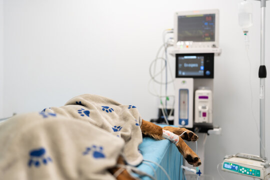 Dog receiving IV drip in animal hospital