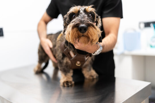 Dog visiting veterinary clinic for health examination