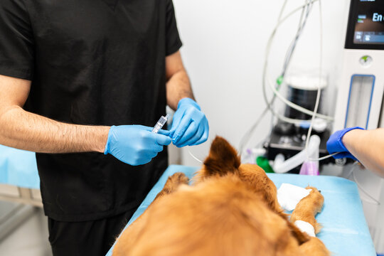 Veterinarian preparing IV drip for dog surgery