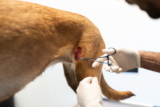 Veterinarian suturing dog wound in animal hospital