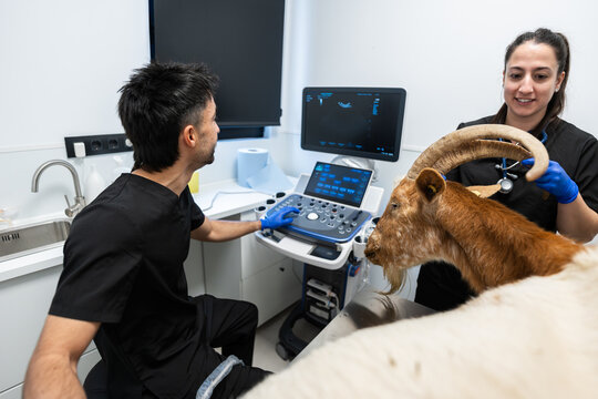 Veterinarians performing ultrasound examination on a goat