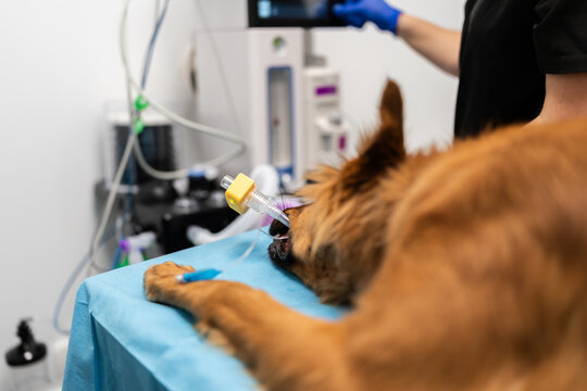 Dog receiving anesthesia during veterinary surgery procedure