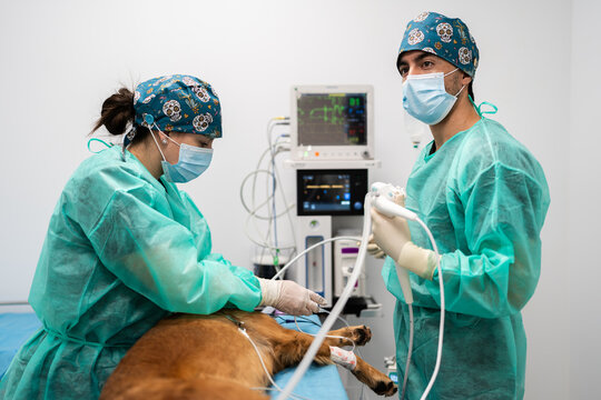 Veterinarians performing veterinary surgery on dog in clinic
