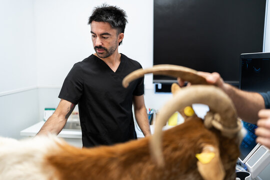 Veterinarian examining goat in veterinary clinic