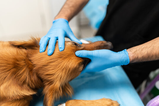 Veterinarian checking dog's eye during veterinary examination