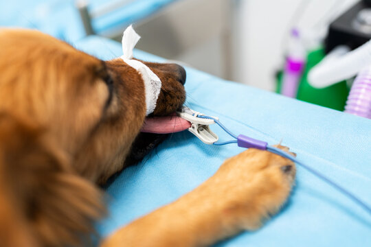 Dog undergoing anesthesia during veterinary surgery procedure