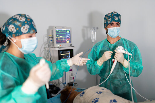 Veterinary medical team performing endoscopic examination on dog