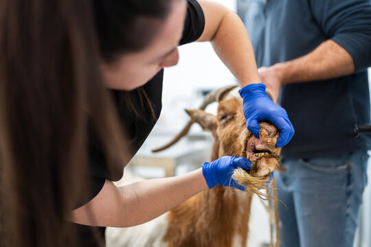 Veterinarian examining goat's teeth during veterinary appointment