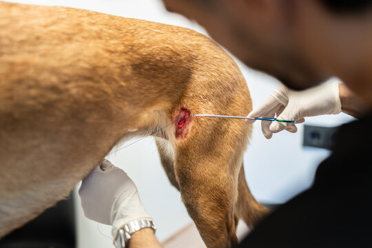 Veterinarian stitching dog wound during surgery