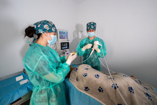 Veterinarians performing endoscopy on a pet in hospital