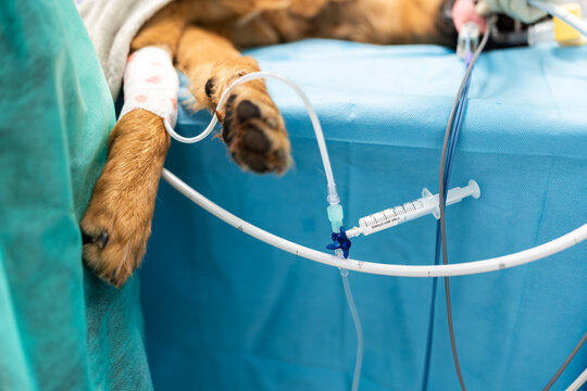 Dog undergoing veterinary surgery with intravenous drip
