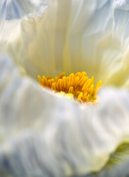 Poppy Bloom Shows Yellow Stamen in the Center of Petals