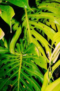 Green Leaves With Holes in a Tropical Setting During Daytime