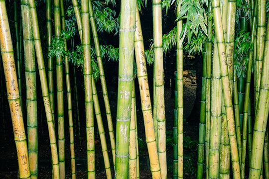 Bamboo Forest at Night With Tall Green Stalks and Sparse Light