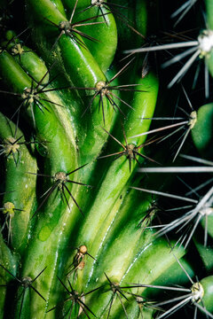 Close up View of Cactus Showing Green Stems and Sharp Spines