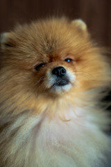 Fototapeta premium Pomeranian portrait with golden fur and soft muzzle indoors, Lithuania