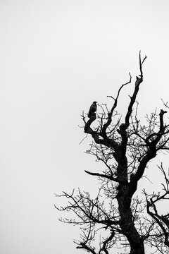 Lonely Bird on Tree