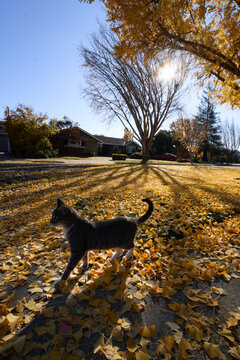 Cat Enjoying Front Yard