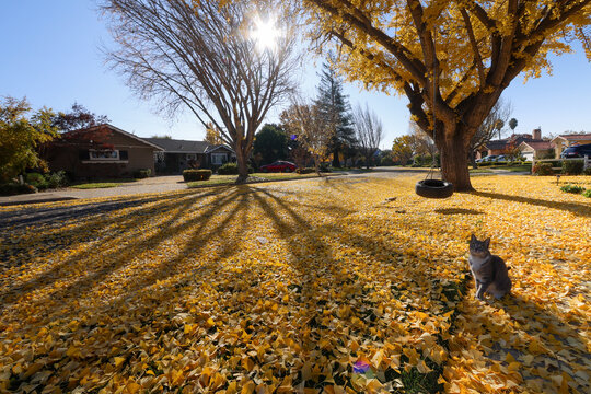 Cat Enjoying Front Yard