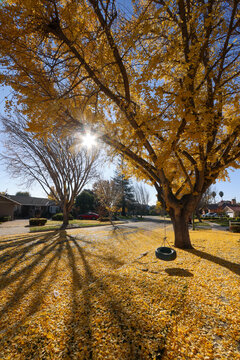 Gingko Filled Front Yard
