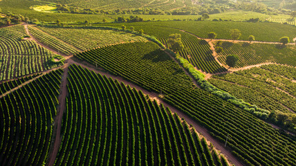 Vista aérea de uma fazenda de plantação de café em Minas Gerais, Brasil