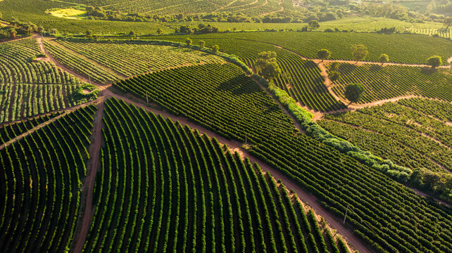 Vista a&eacute;rea de uma fazenda de planta&ccedil;&atilde;o de caf&eacute; em Minas Gerais, Brasil