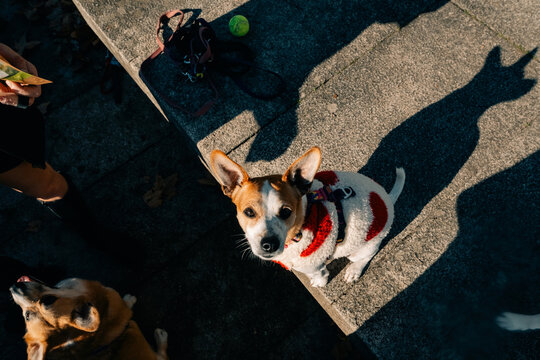 Dog Sitting Outside With People in a Park During the Day