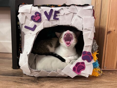 Kitten yawning inside homemade shelter at home. UGC