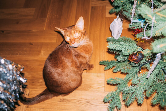 Cat near Christmas tree in living room
