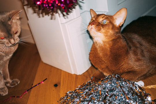 Cats play with shiny decorations indoors together