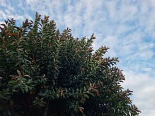 Top of rubber tree against blue cloudy sky