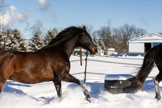 Brown horse trotting through snowy paddock